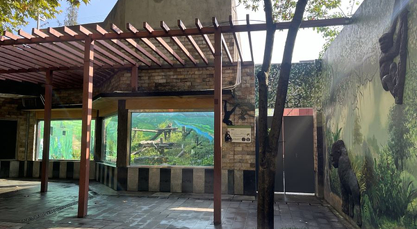 成都动物园-黑猩猩