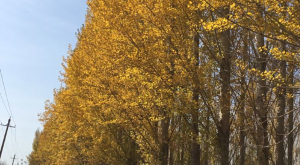 克拉玛依林海公园