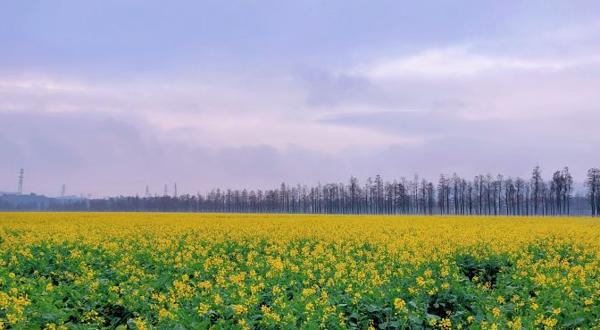 新村油菜花