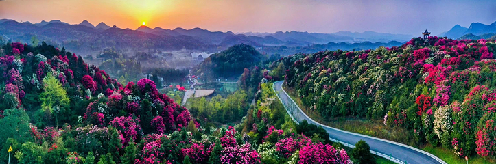 百里杜鹃风景区第 8 张图片