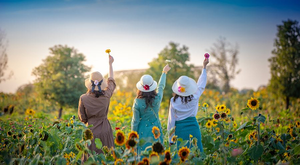淮安向日葵的故事