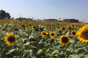 南昌湾里欢乐葵园