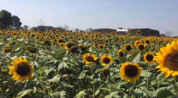 南昌湾里欢乐葵园