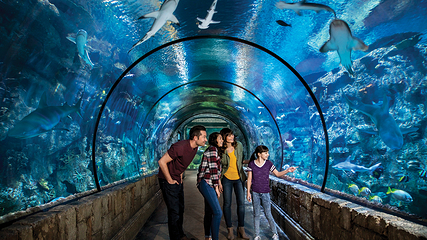 曼德勒湾鲨鱼礁水族馆第 2 张图片