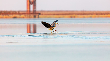 天鹅湖湿地公园