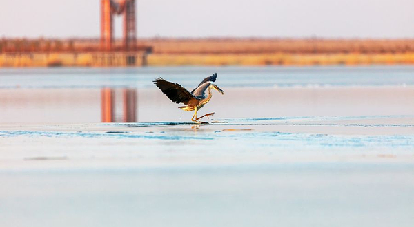 天鹅湖湿地公园