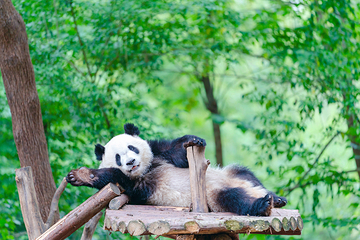 成都大熊猫繁育研究基地第 1 张图片