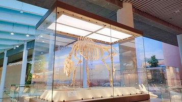 和政古生物化石文旅旅游区·古动物化石博物馆