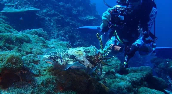 双月湾战浪潜水俱乐部