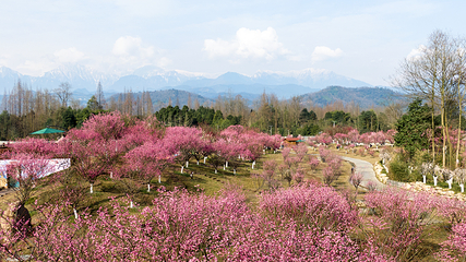 问花村第 76 张图片