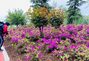 秦岭国家植物园第 23 张图片