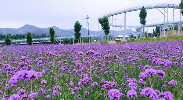 青州杏花村旅游度假区