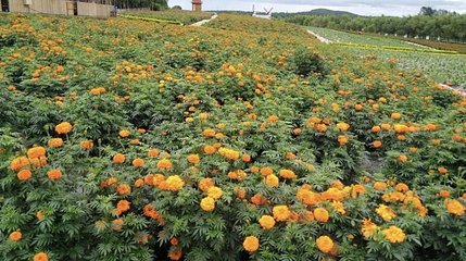 北纬44度金珠花海景区第 1 张图片