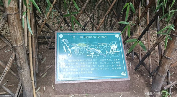 潍坊植物园-竹园