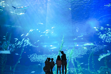 济州岛Aqua Planet水族馆第 25 张图片