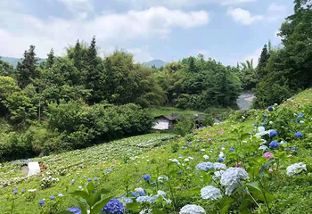 鹿野花塔第 4 张图片