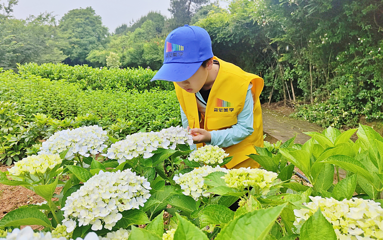 花田厝鲜花艺术小镇第 39 张图片