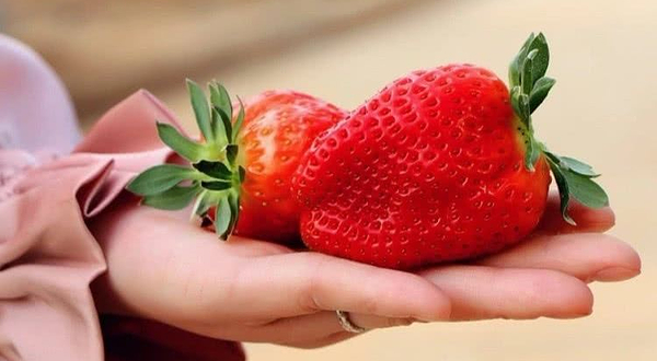 和顺家庭农场采摘园