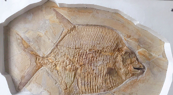 慕尼黑古生物博物馆