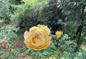 名花谷第 38 张图片