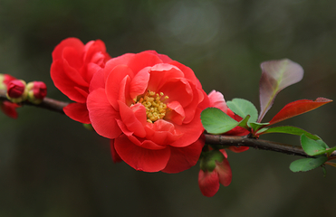 问花村第 30 张图片
