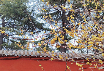白马寺第 28 张图片