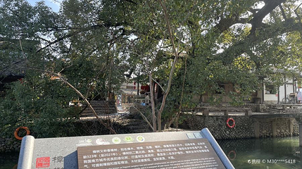 丽水街景区-古樟树第 1 张图片