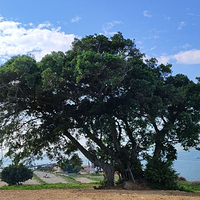 南澳岛·孤独的树