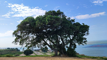 南澳岛·孤独的树