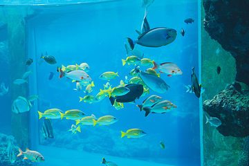 冲绳美丽海水族馆第 14 张图片