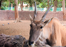开罗动物园