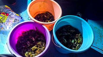 小顽童赶海俱乐部