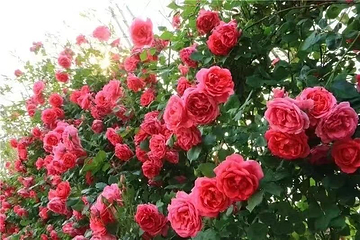 蔚然花海第 279 张图片