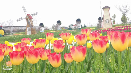 田水湾漫花小镇第 33 张图片