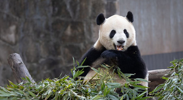 重庆动物园-熊猫馆