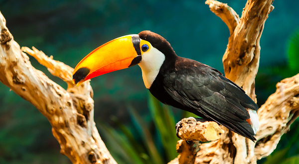 动物主题公园(武汉天地壹方购物中心店)