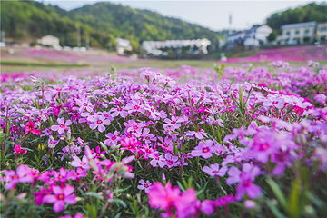 石燕湖芝樱花海第 11 张图片