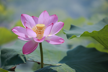 荷塘月色湿地公园第 15 张图片