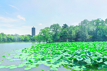 北京大学-未名湖第 11 张图片