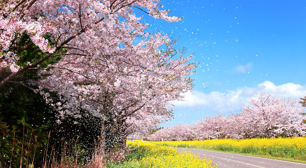 鹿山路油菜花路