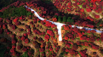 红叶摄影观光园