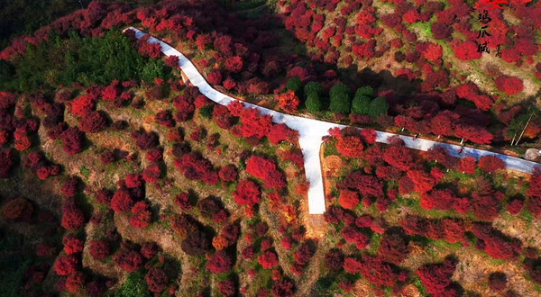 红叶摄影观光园