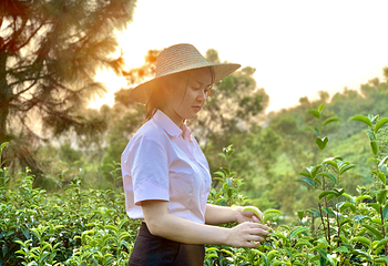 英西峰林·T三有机茶园第 10 张图片