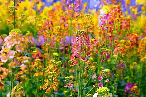 乐山犍为龙门花海景区