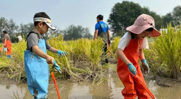 竹林童话稻田蟹