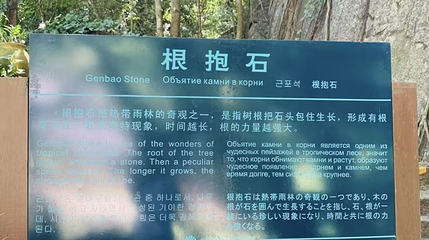 亚龙湾热带天堂森林公园-根抱石第 1 张图片