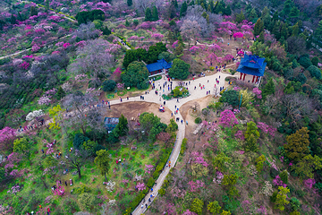 梅花山第 11 张图片