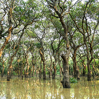 空邦鲁沼泽森林