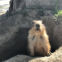 天鹅湖动物基地
