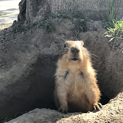 天鹅湖动物基地